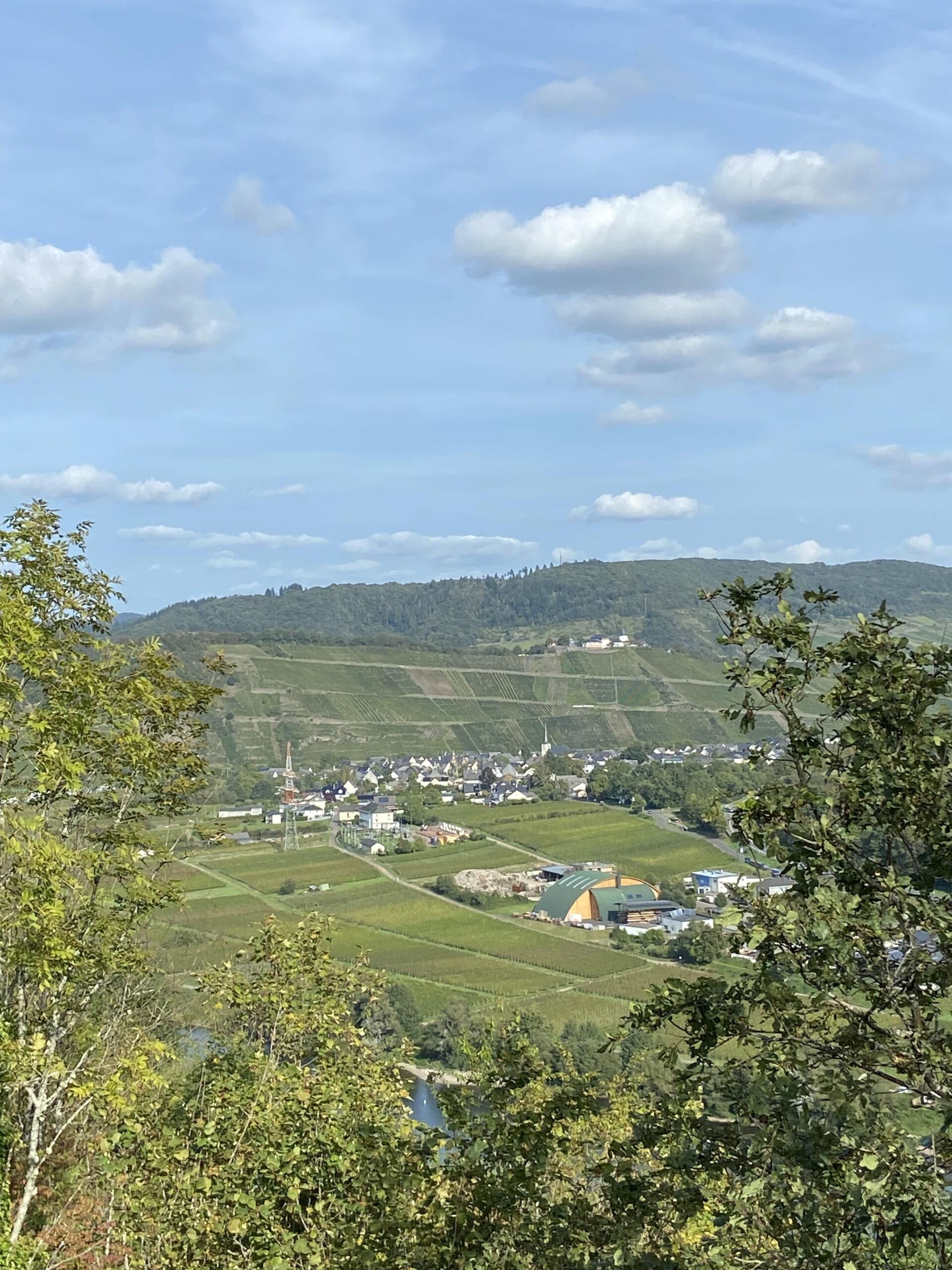 Ich bin der Weinstock, Ihr seid die Reben Pünderich an der Mosel